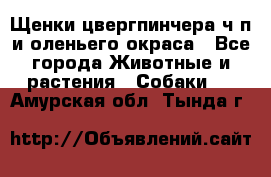 Щенки цвергпинчера ч/п и оленьего окраса - Все города Животные и растения » Собаки   . Амурская обл.,Тында г.